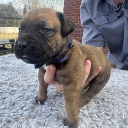 Navy blue collar male - Fawn male Boerboel puppy in Bon Aqua, Tennessee from Erickson Ranch Boerboels