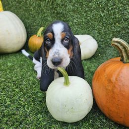 Snoopy - Black brown and white male Basset Hound puppy in Big Rapids, Michigan from Basket Hound Bassets
