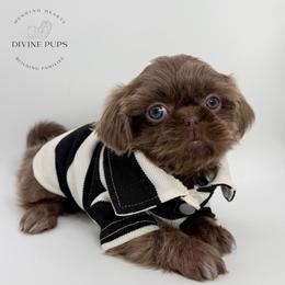 Diesel - Lilac male Shih Tzu puppy in League City, Texas from Divine Pups