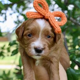 Honey - Red  female Goldendoodle puppy in Comanche, Texas from Central Texas Doodles, LLC.
