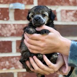 Treat - Sable female Poodle puppy in Lavonia, Georgia from Peach Blossom Kennels