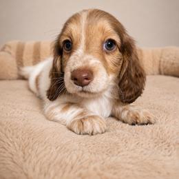 Peyton - Piebald female Dachshund puppy in Gold Canyon, Arizona from Silverking Kennels