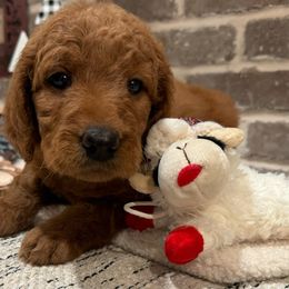 Girl 3 - Yellow Collar - Red  Goldendoodle puppy in Mansfield, Texas from Double H Doodles