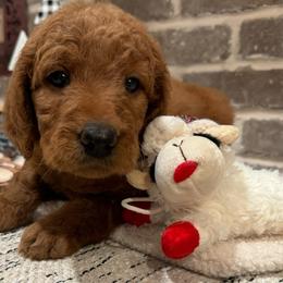 Girl 3 - Yellow Collar - Red  Goldendoodle puppy in Mansfield, Texas from Double H Doodles