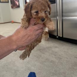 Poodle Puppies from ItalianToyPoodles