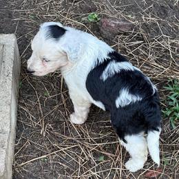 Girl 2 - Black tri-color female Aussiedoodle puppy in Reddick, Florida from Cooper’s Mini Doodles