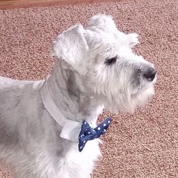 Future sire - Miniature Schnauzer