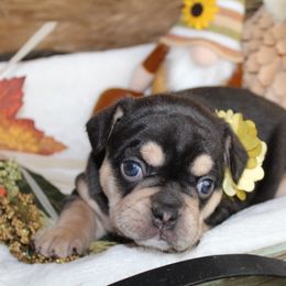 Bulldog and French Bulldog Puppies from Over the Mhoon Bullies & Royal Frenchies