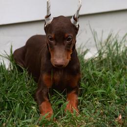 Yellow - Red and rust female Doberman Pinscher puppy in Redford, Michigan from Warsong Dobermann