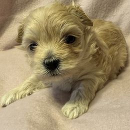 Cockapoo, Goldendoodle, and Maltipoo Puppies from Loris Pampered Pooches💕