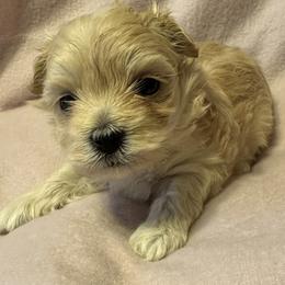 Cockapoo, Goldendoodle, and Maltipoo Puppies from Loris Pampered Pooches💕