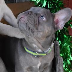 French Bulldog Puppies from Antietam Creek French Bulldogs