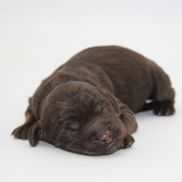 Sahara - Chocolate female Australian Cobberdog puppy in Bellingham, Minnesota from Whispering Prairie Australian Cobberdog