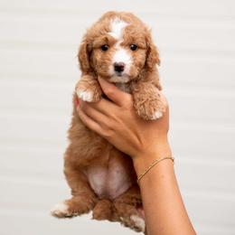 Cookie - Red  female Goldendoodle puppy in Meridian, Idaho from Country Club Doodles