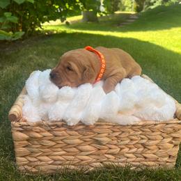 Clementine - Dark golden female Golden Retriever puppy in Provo, Utah from Rocky Mountain Field Goldens