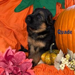 Quade Navy Collar - Black and red male German Shepherd puppy in Hillsboro, Indiana from Salty Raccoon Ranch German Shepherds