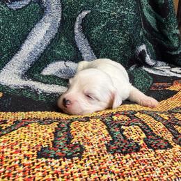TopBrass' The Ministry Has Fallen - Kingsley - White and black male Chinese Crested puppy in Auburn, Kansas from TopBrass Kennels