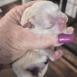 Geronimo - White male Shih Tzu puppy in Green Valley Lake, California from All American Shih Tzu Puppies