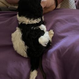 Girl 4 - Poodle puppy in Choctaw, Oklahoma from Crystal's Poodle Friends