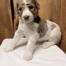 Reba - Red merle female Aussiedoodle puppy in Lavonia, Georgia from H & A Kennels
