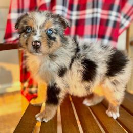 Male 1 - Blue merle male Australian Shepherd puppy in Smithville, Arkansas from Harris Farms and Aussies