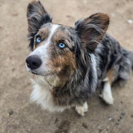 Luna - Blue merle and white female Cardigan Welsh Corgi puppy in Plymouth, Iowa from Savages Low riders