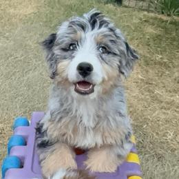 Leslie - female Australian Mountain Doodle puppy in Cortez, Colorado from Sassy Pants Pups