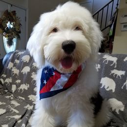Old English Sheepdog Puppies from Wild-n-Woolly Old English Sheepdogs