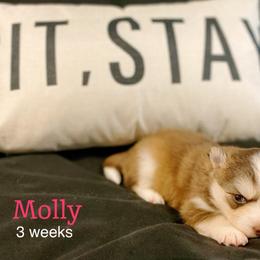 Molly - Red and white female Pomsky puppy in Winston, Oregon from Arctic Tails Spitz