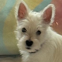 West Highland White Terrier Puppies from Must Love Westie Dogs
