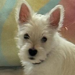 West Highland White Terrier Puppies from Must Love Westie Dogs