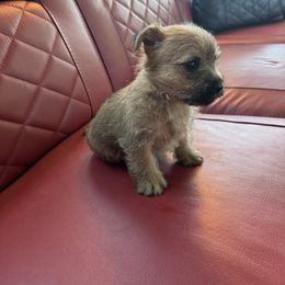 Cairn Terrier Puppies from Shining Waters Farm