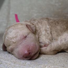 Annie - Parti female Goldendoodle puppy in Cherry Creek, New York from Doodles Pups of NY