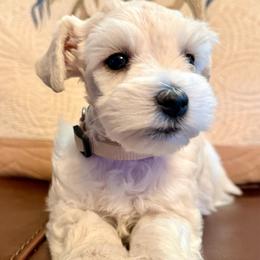 Flora - Wheaten female Miniature Schnauzer puppy in Byron, Georgia from Smilee Schnauzers