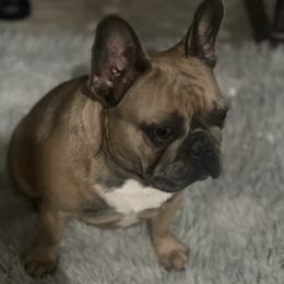 French Bulldogs from BWF Kennels