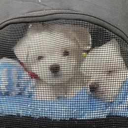 Maltese Puppies from B&O Maltese