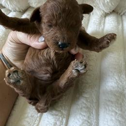 Jolly rancher akc - Red  male Poodle puppy in Fredericktown, Missouri from Doodle Pups Fur-Ever