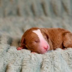 Nile - male Golden Mountain Doodle puppy in Murray, Utah from Good Looking Dogs