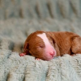 Nile - male Golden Mountain Doodle puppy in Murray, Utah from Good Looking Dogs