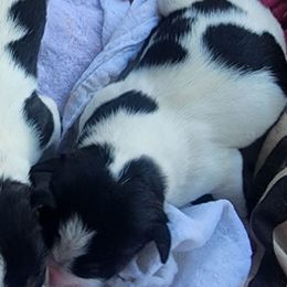 Boy 3 - Black white and tan male Rat Terrier puppy in Kennewick, Washington from SUNSHINE DECKERS WASHINGTON