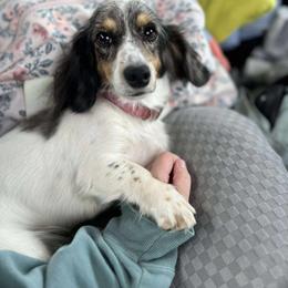 Mabel - Dachshund