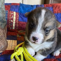 Girl 3 - Pembroke Welsh Corgi puppy in Brigham City, Utah from LL Corgi Co