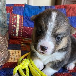 Girl 3 - Pembroke Welsh Corgi puppy in Brigham City, Utah from LL Corgi Co