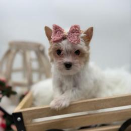 Omni - Parti female Yorkshire Terrier puppy in Benton, Illinois from Furry Tailz Yorkies