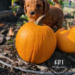 Goldendoodle Puppies from BasilBella’s Doodles