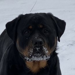 Harlow - Rottweiler
