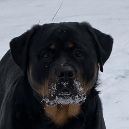 Harlow - Rottweiler
