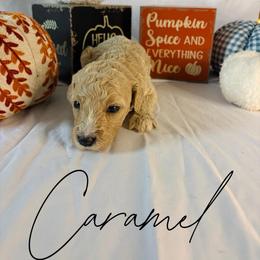 Caramel - Cream female Goldendoodle puppy in Cedartown, Georgia from Loyal Doodles