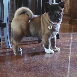 Akita Puppies from Folklore Akitas