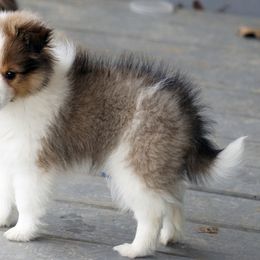 Rottweiler and Toy Shetland Sheepdog Puppies from Mountain High Kennels